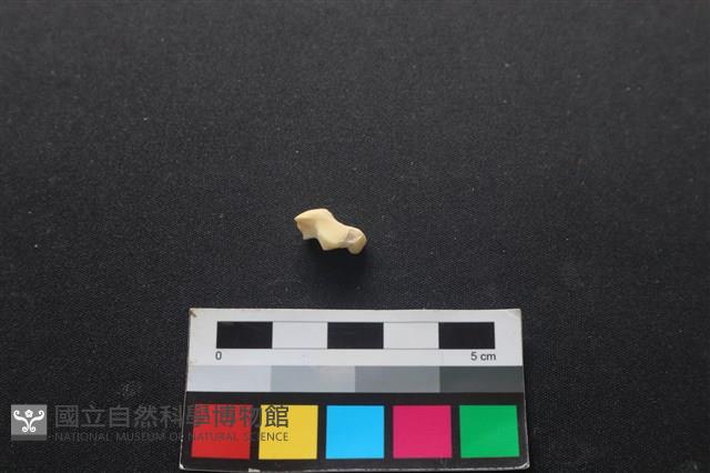 狗骨藏品圖，第2張