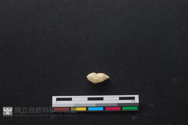 豬骨藏品圖，第2張