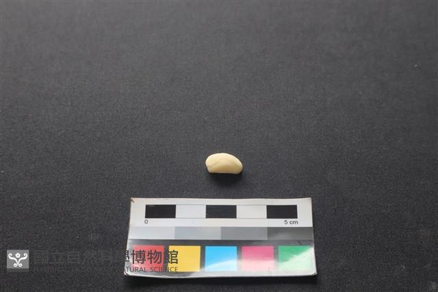 狗骨藏品圖，第2張