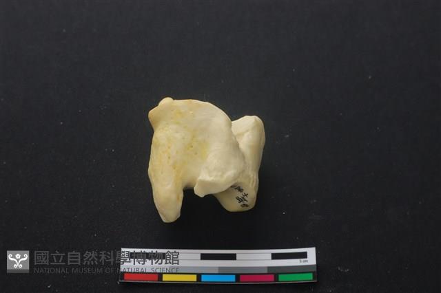 豬骨藏品圖，第2張