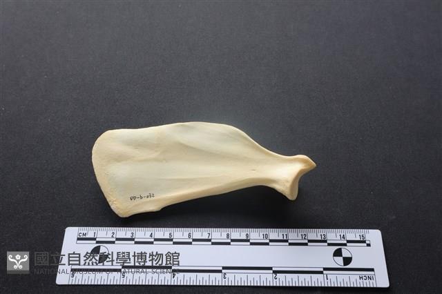 狗骨藏品圖，第2張
