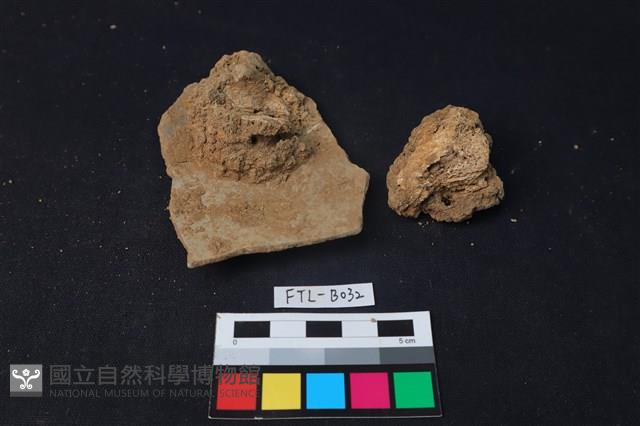 獸骨藏品圖，第2張