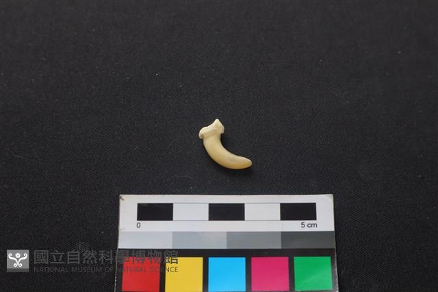 狗骨藏品圖，第2張
