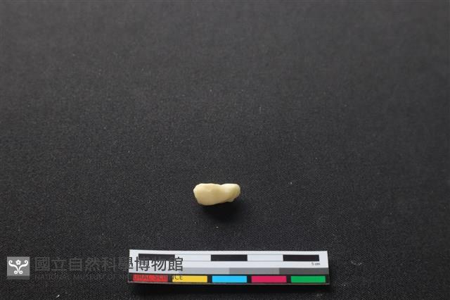 豬骨藏品圖，第2張