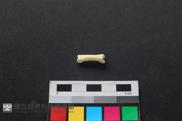 狗骨藏品圖，第2張