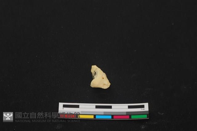 豬骨藏品圖，第2張