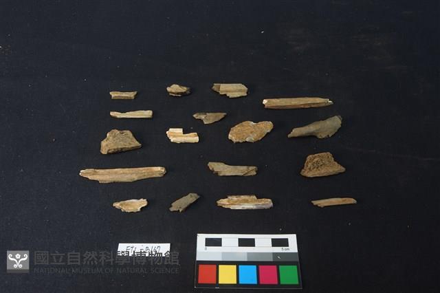 獸骨藏品圖，第2張