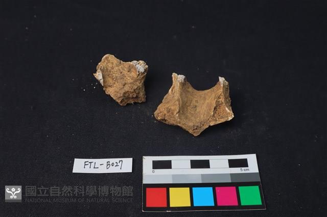 獸骨藏品圖，第2張