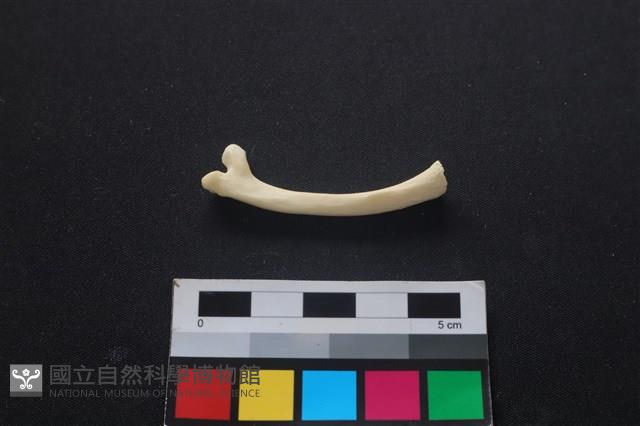 狗骨藏品圖，第2張