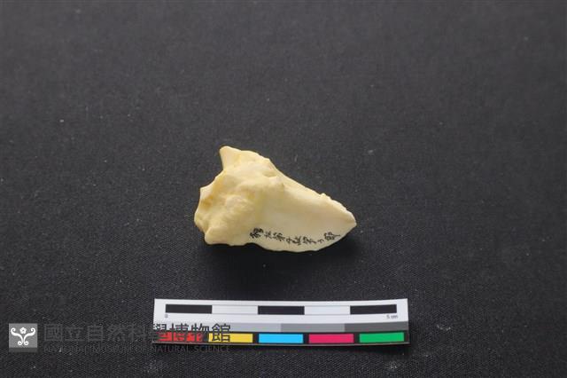 豬骨藏品圖，第2張
