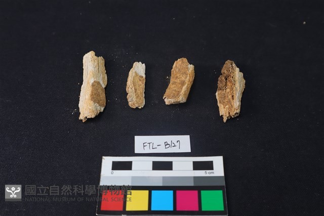 獸骨藏品圖，第2張