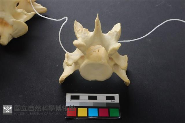 豬骨藏品圖，第2張