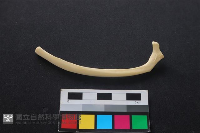 狗骨藏品圖，第2張