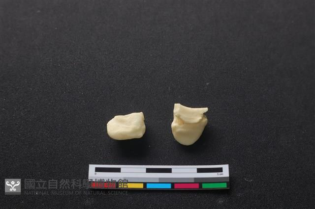豬骨藏品圖，第2張