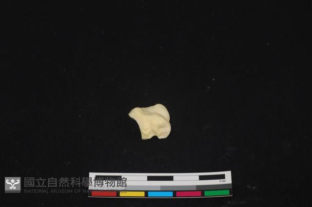 豬骨藏品圖，第2張