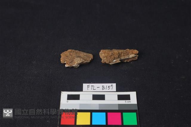 獸骨藏品圖，第2張