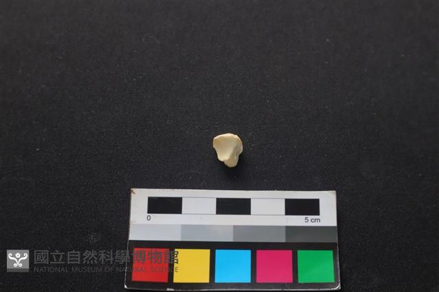 狗骨藏品圖，第2張