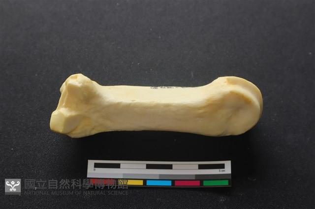 豬骨藏品圖，第2張