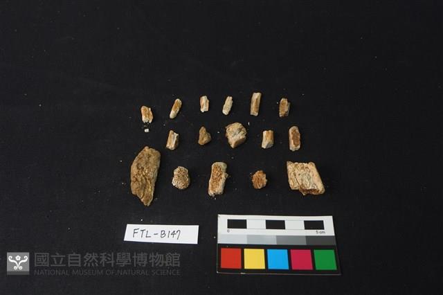 獸骨藏品圖，第2張