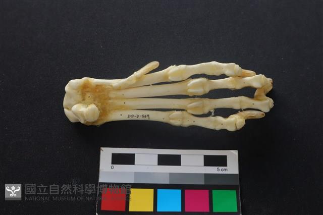 狗骨藏品圖，第2張