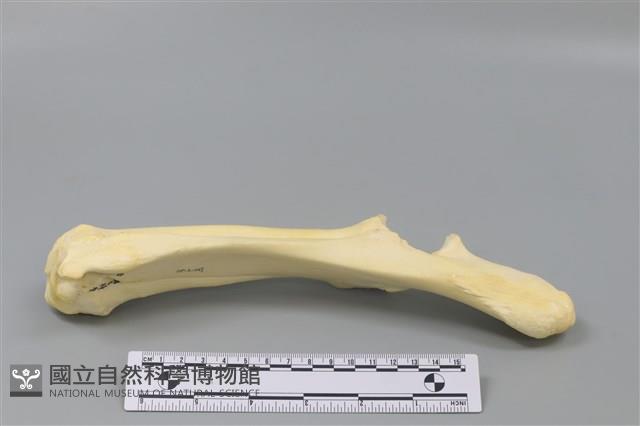 豬骨藏品圖，第2張
