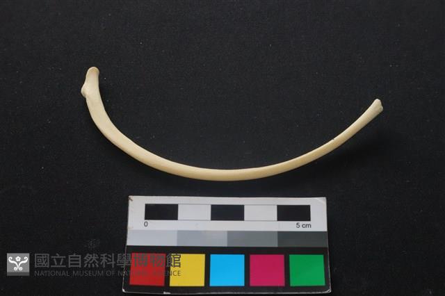 狗骨藏品圖，第2張