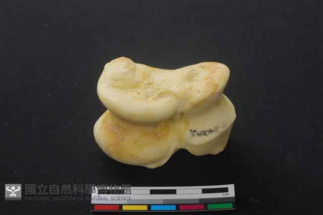 豬骨藏品圖，第2張