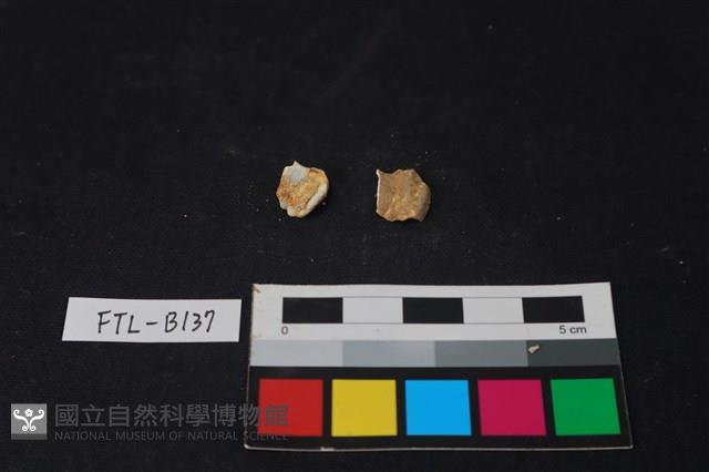 獸骨藏品圖，第2張