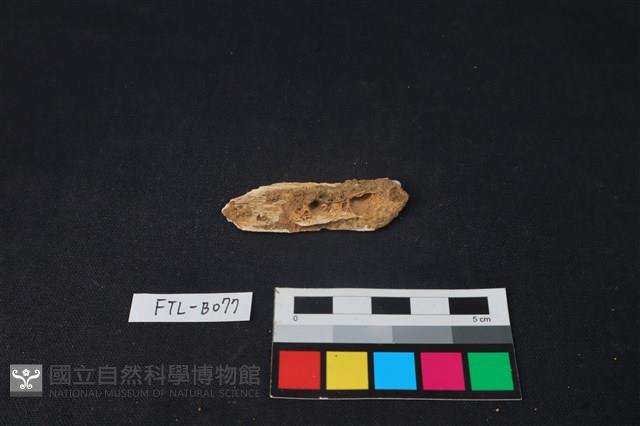 獸骨藏品圖，第2張