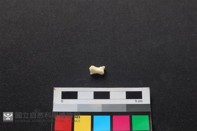 狗骨藏品圖，第2張