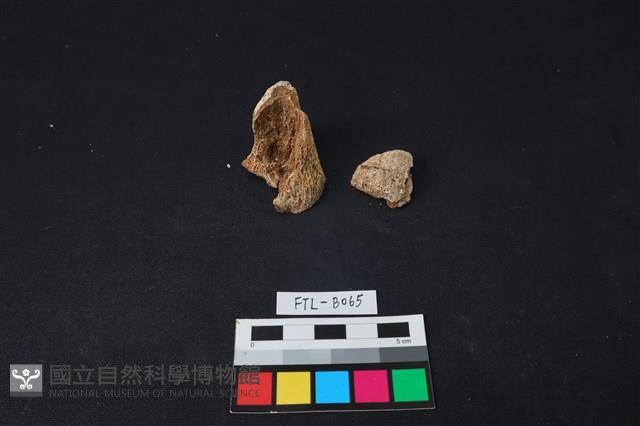 獸骨藏品圖，第2張