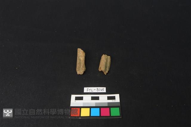 獸骨藏品圖，第2張