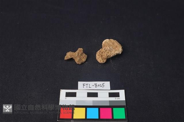 獸骨藏品圖，第2張