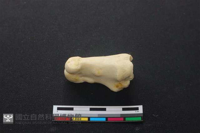 豬骨藏品圖，第2張