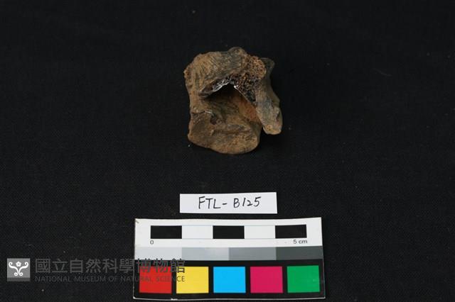 鹿骨藏品圖，第2張