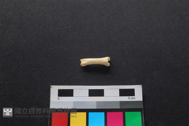 狗骨藏品圖，第2張