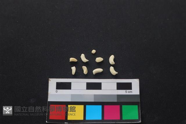 狗骨藏品圖，第2張