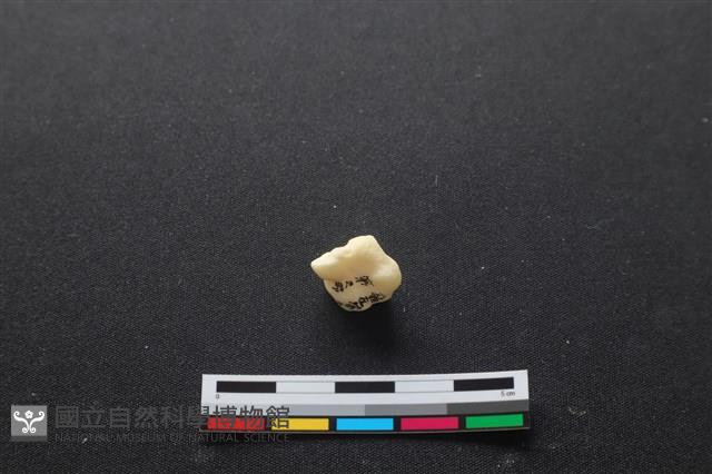 豬骨藏品圖，第2張