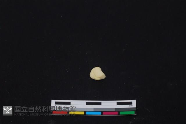 豬骨藏品圖，第2張