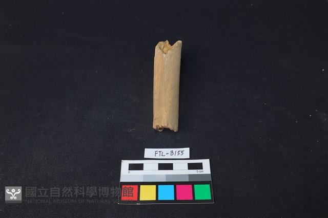 獸骨藏品圖，第2張