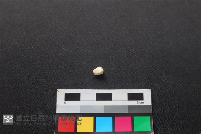 狗骨藏品圖，第2張