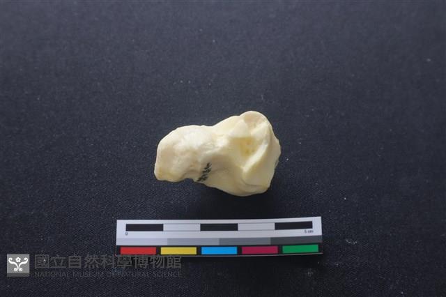 豬骨藏品圖，第2張