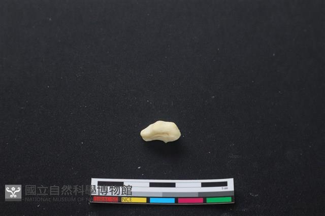 豬骨藏品圖，第2張
