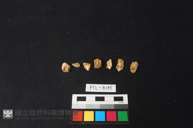 鹿骨藏品圖，第2張