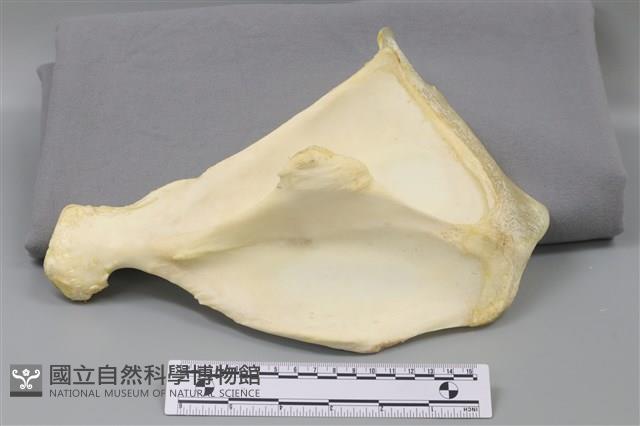 豬骨藏品圖，第2張