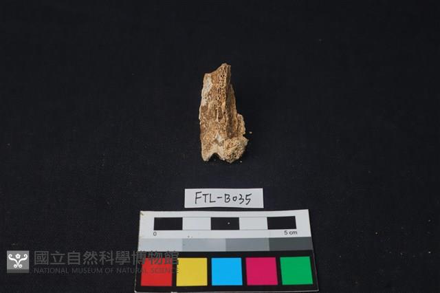 獸骨藏品圖，第2張