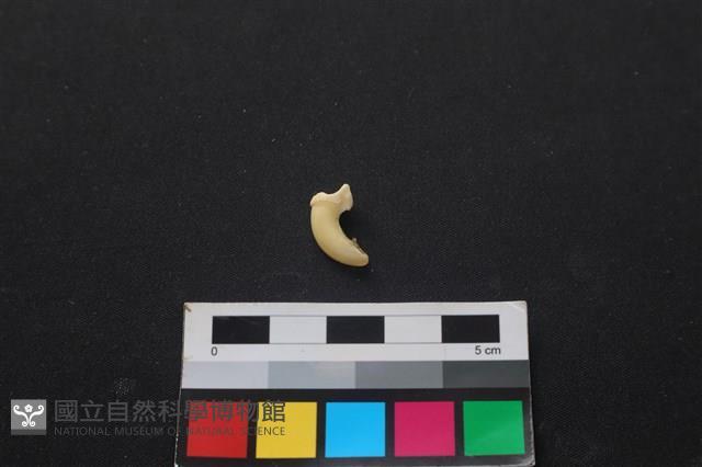 狗骨藏品圖，第2張