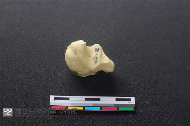 豬骨藏品圖，第2張