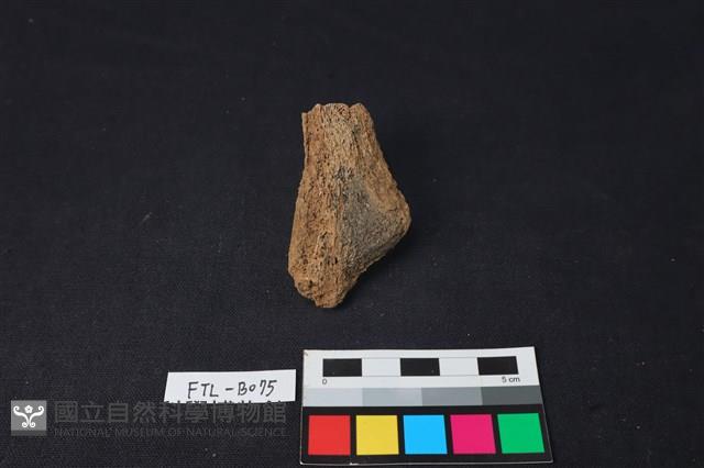 獸骨藏品圖，第2張