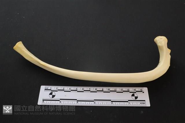 豬骨藏品圖，第2張